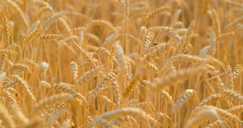 A Field of Ripe Wheat Ready for Harvest Ripples in the Wind Closeup