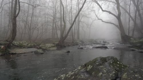 A wide view of a flowing river in the forest with trees overhanging the banks.