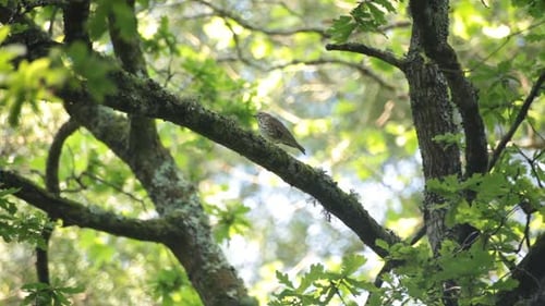 Wood thrush bird in a brunch of a green forest in a spring morning looking around