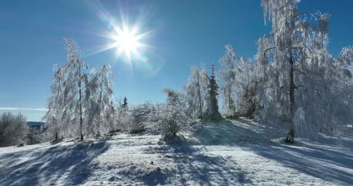 Snowy Landscape with Trees on a Sunny Day