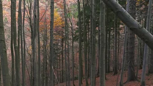 Peaceful Autumn Forest Background