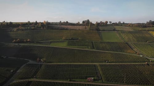 Reihen von grünen Weinbergen