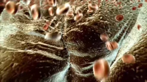 Microscopic view of red blood cells flowing through human vein