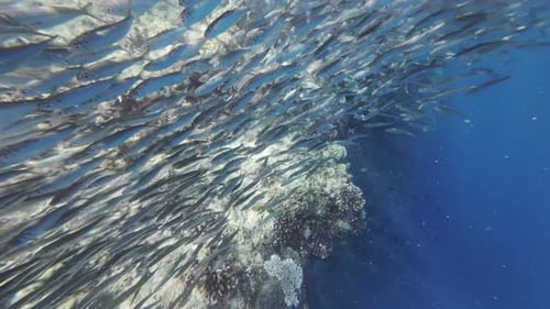 Underwater View of Shoal Sardine Fish in Sea