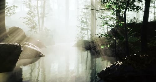 Morning Light Gently Filters Through Dense Trees Near a Tranquil Stream