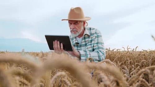 Close Up of Farmer Agronomist Man with a Hat Uses a Tablet Computer in a Wheat Field Senior Business