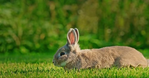 A Cute Decorative Rabbit Grazes on a Green Lawn Under the Bright Summer Sun