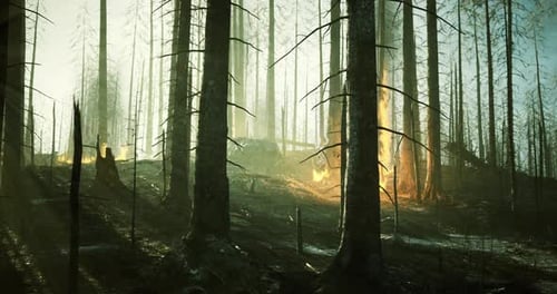 Forest Aftermath Shows Burnt Trees with Glowing Embers in Hazy Light