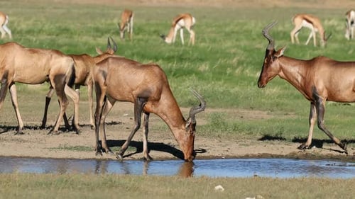 Red Hartebeest Antelopes Drinking Water, Kalahari Desert