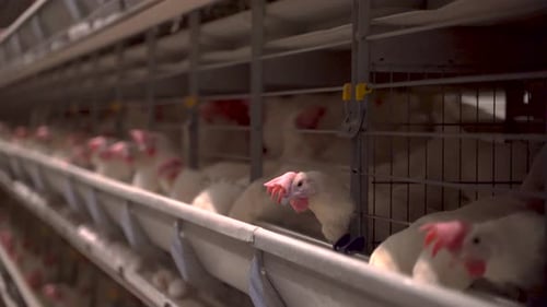 Hens in cages industrial farm 4K
