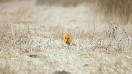 Fuchs sucht Nahrung in trockenem Gras, Savanne, sehr hohe Temperatur
