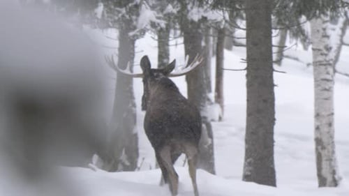 Zwei Elche galoppieren hastig und nehmen Gefahr wahr, die im verschneiten Wald lauert - Weites Zeitlupen-Tracking sh
