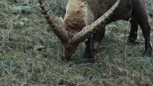 Steinbock grasen in stimmungsvoller Umgebung