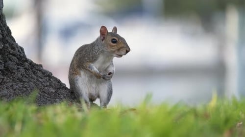 Beautiful Wild Gray Squirrel in Summer Town Park