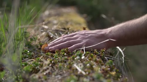 Una mano que siente la naturaleza