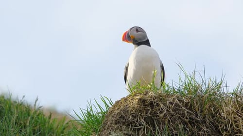 Atlantic Puffin in Iceland Bird on Cliff Top at Spring Season Cute Animal in Wild Nature
