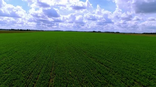 Endless Green Summer Aerial Vista of a Vast Agricultural Field Stretching to the Horizon Under a Dra