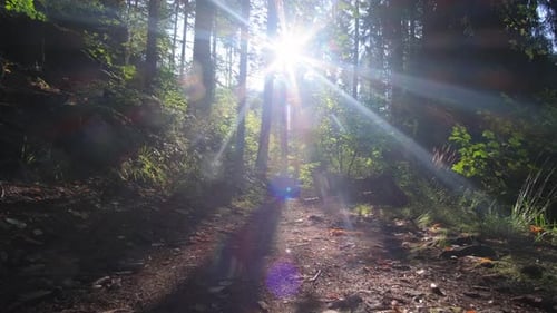 A Sunny Morning in a Pine Forest the Camera Moves Forward Low Between the Trees