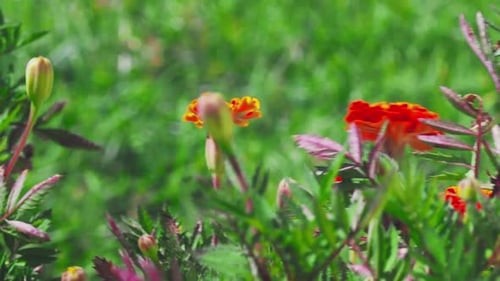 Marigolds has a beautiful vivid orange colour that will brighten your garden.