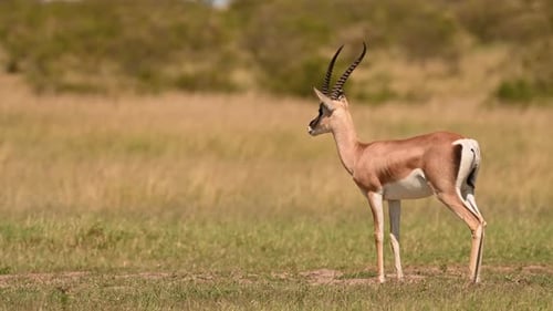 Thomson's gazelle standing in the open plains of Kenya grassland