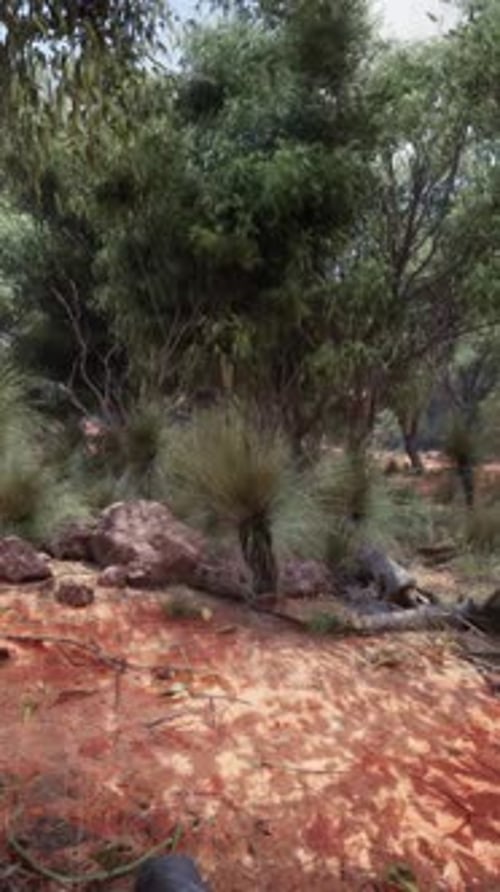 Trees and Stones in Australian Desert
