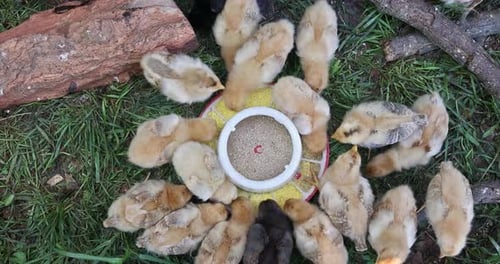 Several Small Chickens are Eating From a Special Feeder in Countryside Farm