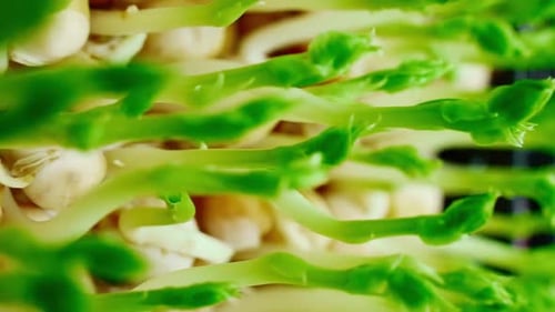 Growing Arugula Seeds Time Lapse Sprouts Germinate From Seeds