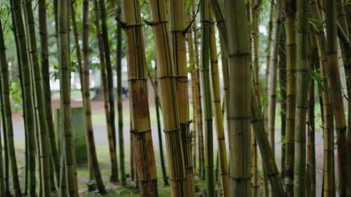 Closeup on Tree Trunks in Bamboo Grove at Japan
