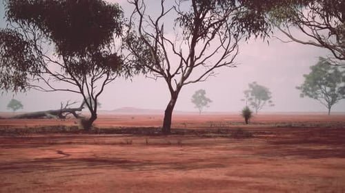 Arid Outback Landscape Time-Lapse with Sparse Trees