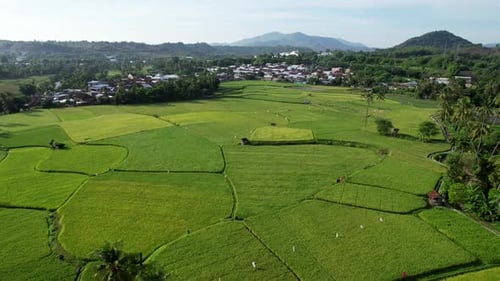 Rice field at Sumbawa village