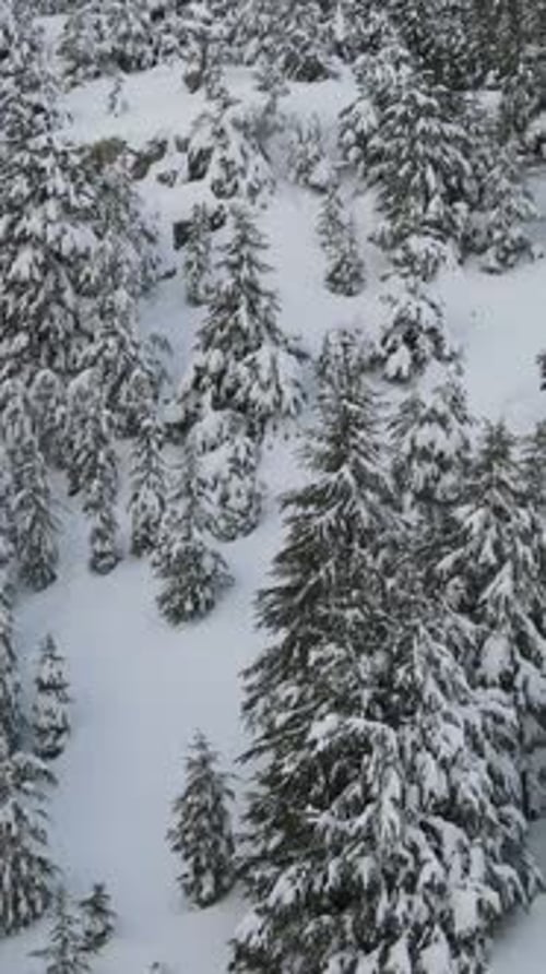 Aerial View of Snow Covered Evergreen Forest
