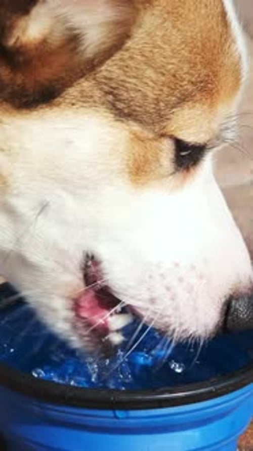 Dog Drinking Water Close Up