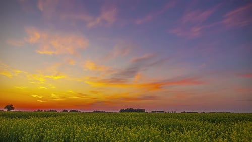 Lapse de time lapse dourado do pôr do sol no campo de um fazendeiro de colza ou óleo de canola