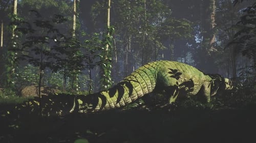Crocodile se déplaçant dans une forêt tropicale dense tôt le matin