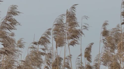 Dry long cane grass gently moves in the wind