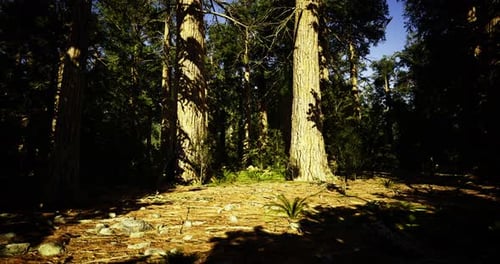 Sunlight Filters Through Tall Trees in a Tranquil Forest Setting