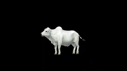 Vache Brahman blanche regardant autour d'une boucle