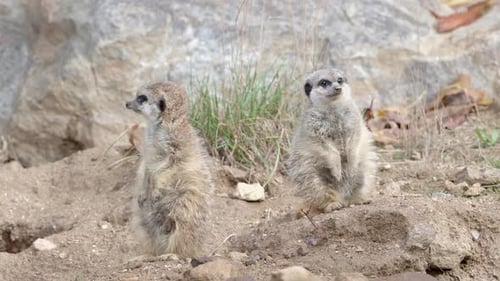 Suricata debout sur un garde. Suricate curieux (Suricata suricatta)
.