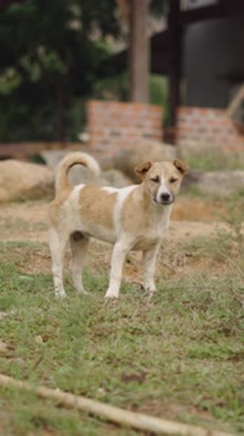 A Small Blond Dog Gets Scared in the Presence of the Camera Barks and Runs Away in a Rural Area of
