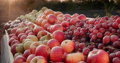 Juicy Seasonal Fruit on the Wooden Counter of a Traditional Farmer's Market