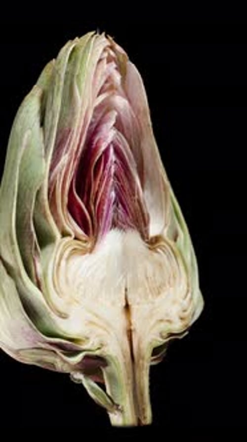 Vertical video. A Half of an Artichoke Rotates and Slowly Stops to Show Itself in Cross-Section.