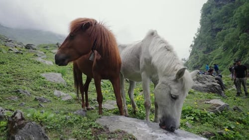 Wildpferde grasen ruhig auf üppigen Alpenfeldern mit schneebedeckten Gipfeln in der Ferne, 4K-Video