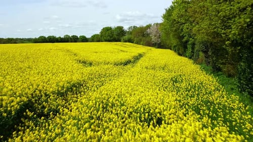 Rapeseed yellow field at low altitude. Aerial drone forward
