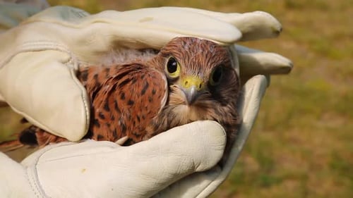Baby Bird Protected in Gloved Hands Outdoors