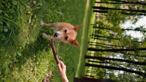 vertical video a young girl walking in the park with her dog playing with a stick and teasing him