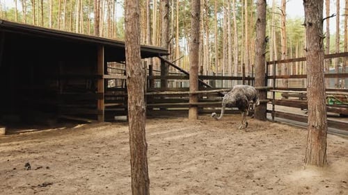 Ostrich Eats Food From the Ground on a Farm The Ostrich is Looking for Food By Walking Around the
