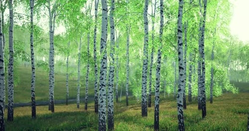 Lush Green Birch Forest with Sunlight Filtering Through Leaves in Springtime