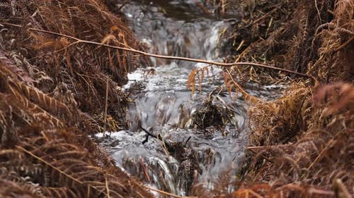 Crystal Clear Mountain Brook Running Through Forest Ferns and Mossy Grass Natural Freshwater Stream