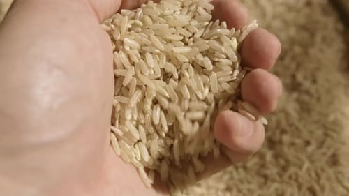Farmer hand inspecting freshly grown rice seeds in macro close up view