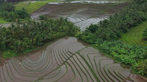 Aerial view flying over balinese rice terraces and lush jungle
